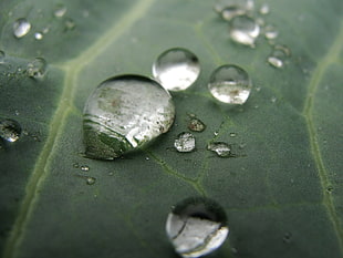 water drop on green leaf in close-up photography